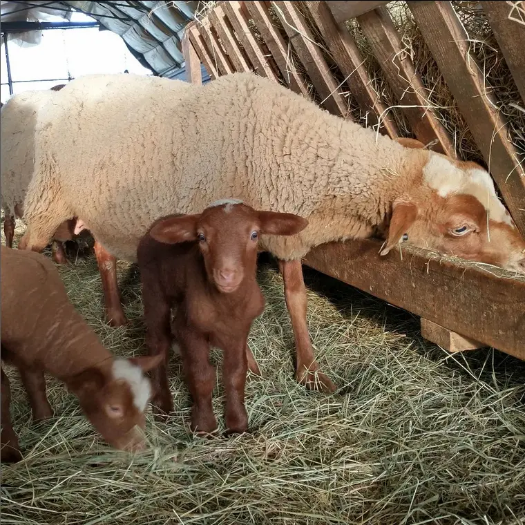 agneau mourerous a la ferme du lambert