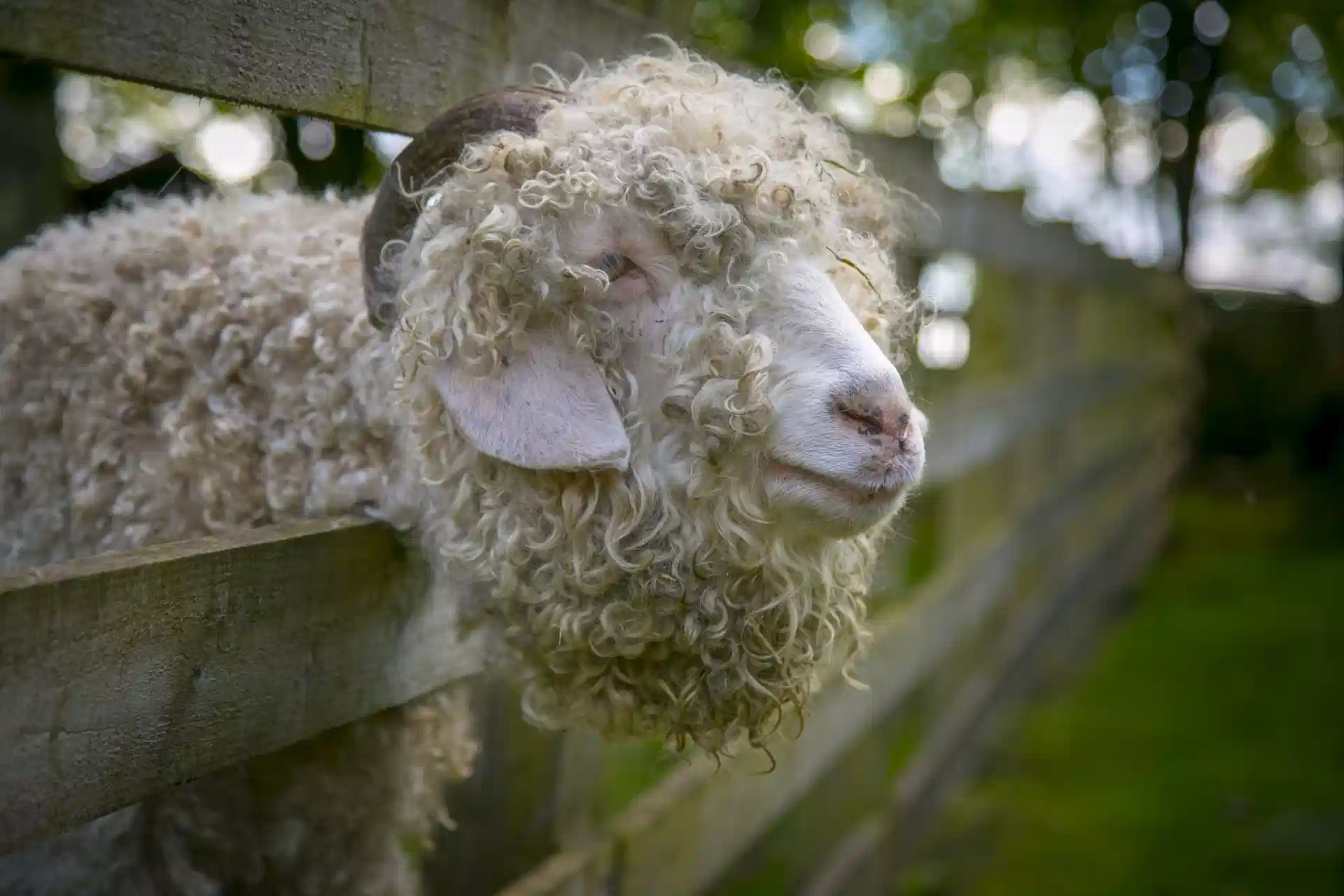 angora-goat-1538556586ErD