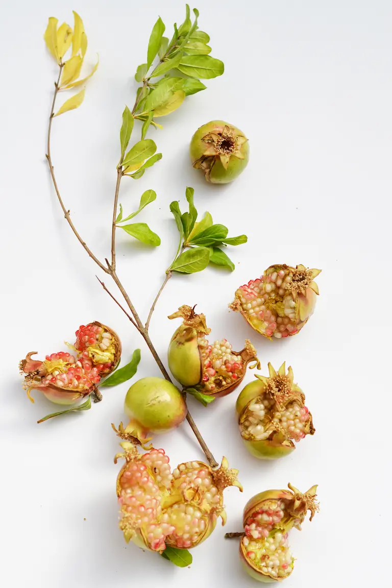 grenade fruit et branche