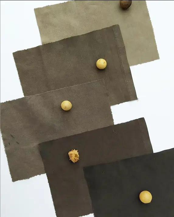 tissu teint avec des noix de galles
