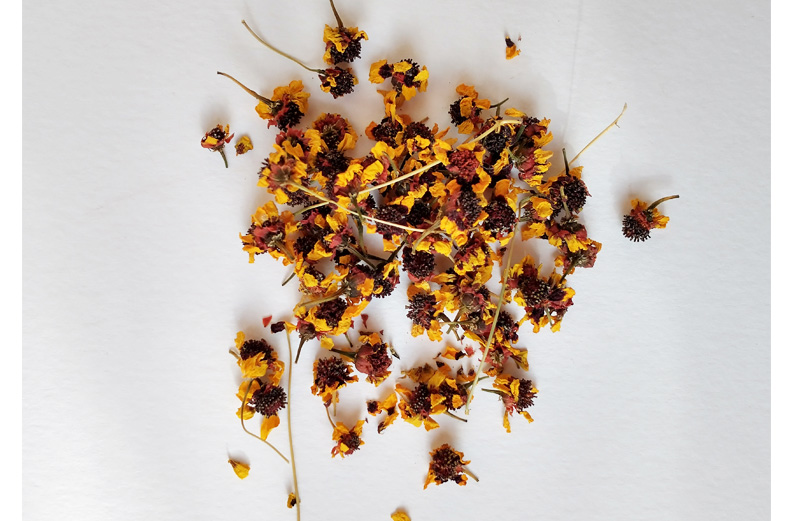 PL - COREOPSIS
