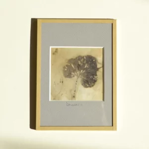 Feuilles de Géranium