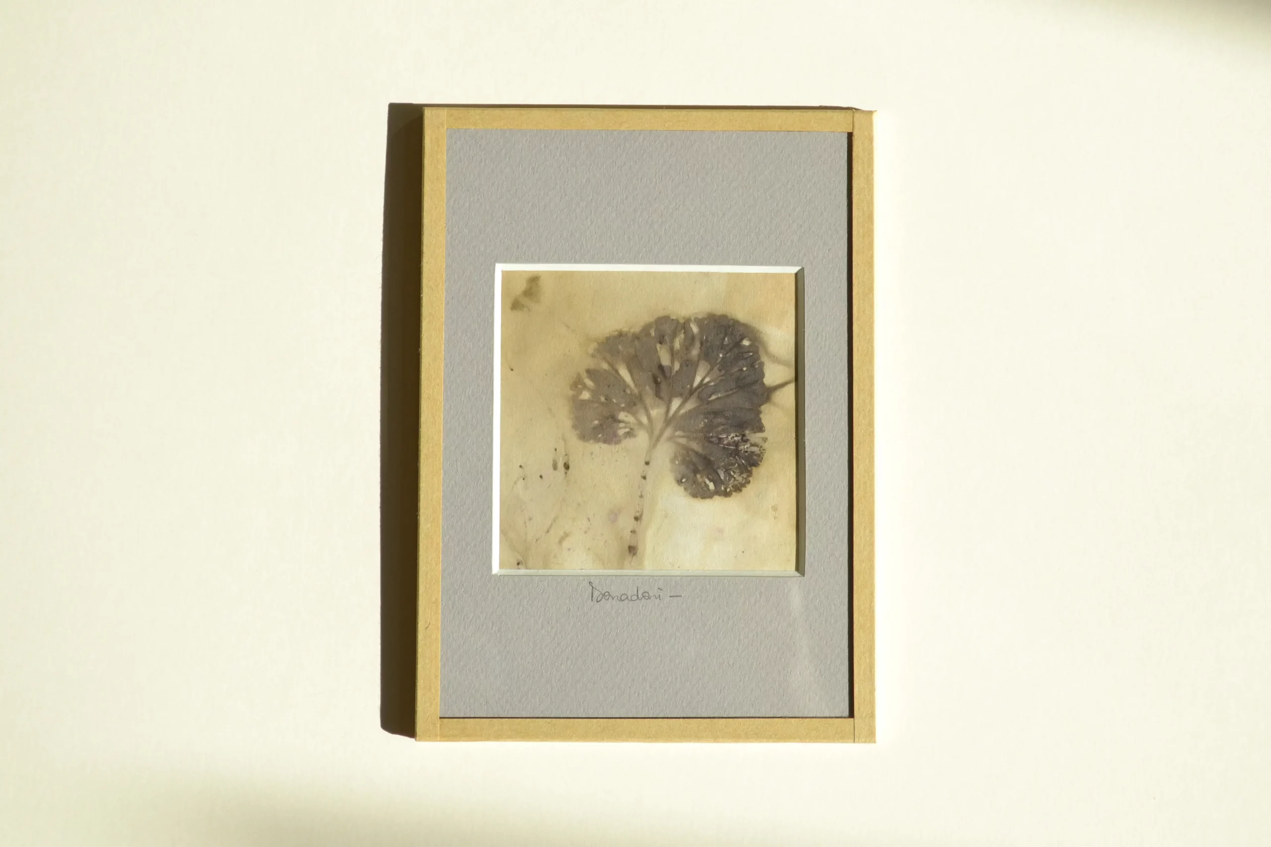 Feuilles de Géranium