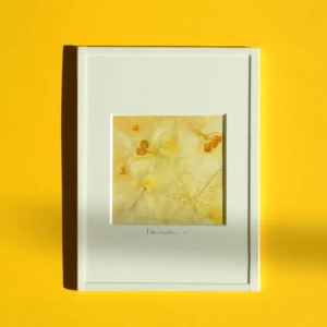 Helichrysum italicum